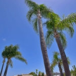 palms